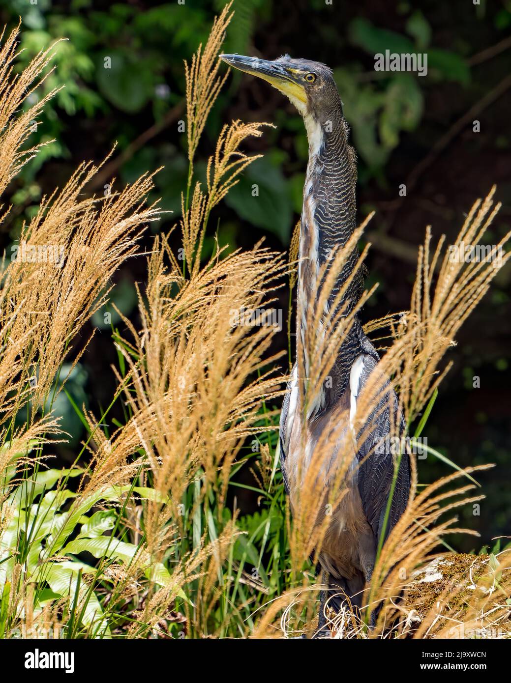 Fasciated Tiger-Heron (Tigrisoma fasciatum) surrounded by vegetation