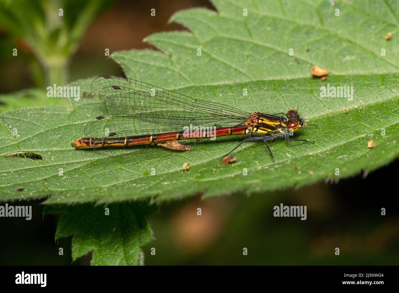 beautiful insect in spring on leaf in the grass Stock Photo - Alamy