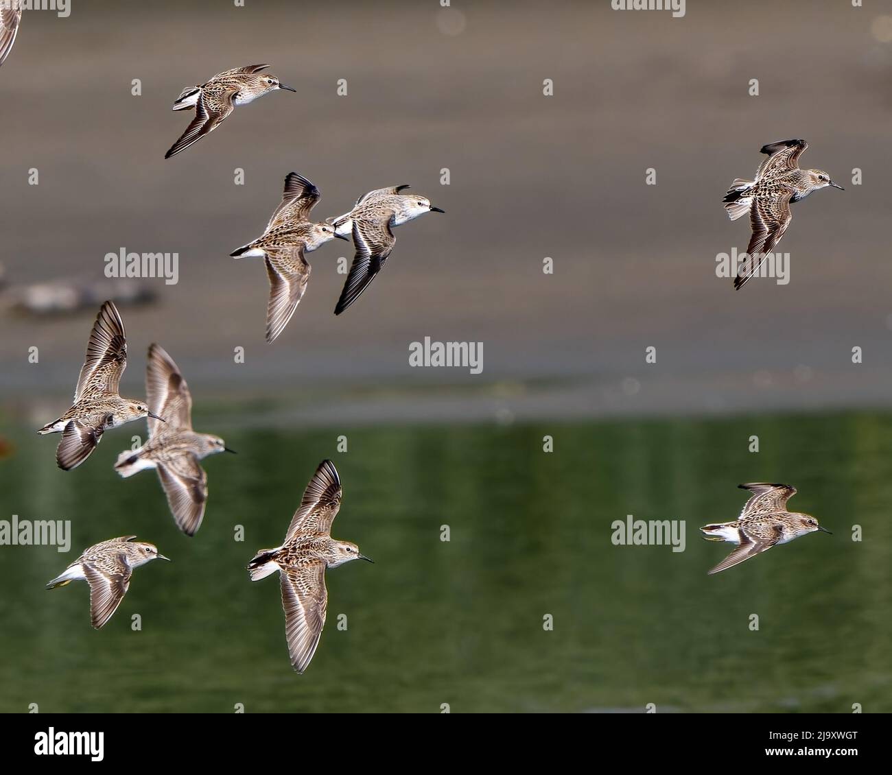 Flock of Sanderlings (Calidris alba) in flight on the Pacific coast of ...