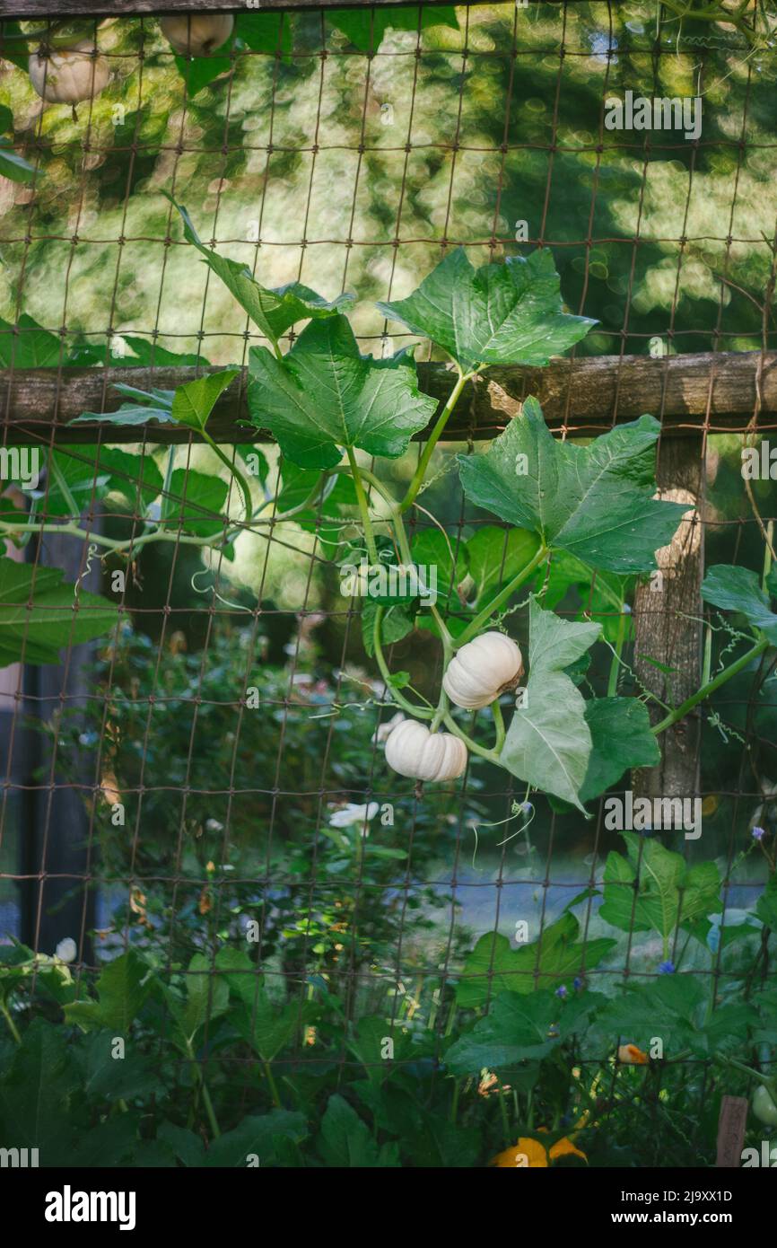 Organic White Mini Pumpkins Grow up a Fence in the Garden Stock Photo ...