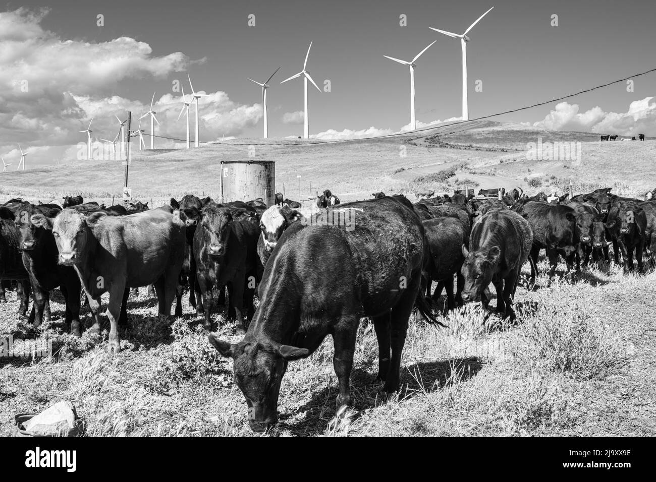 A herd of cows keep good pasture management on wind farm Stock Photo