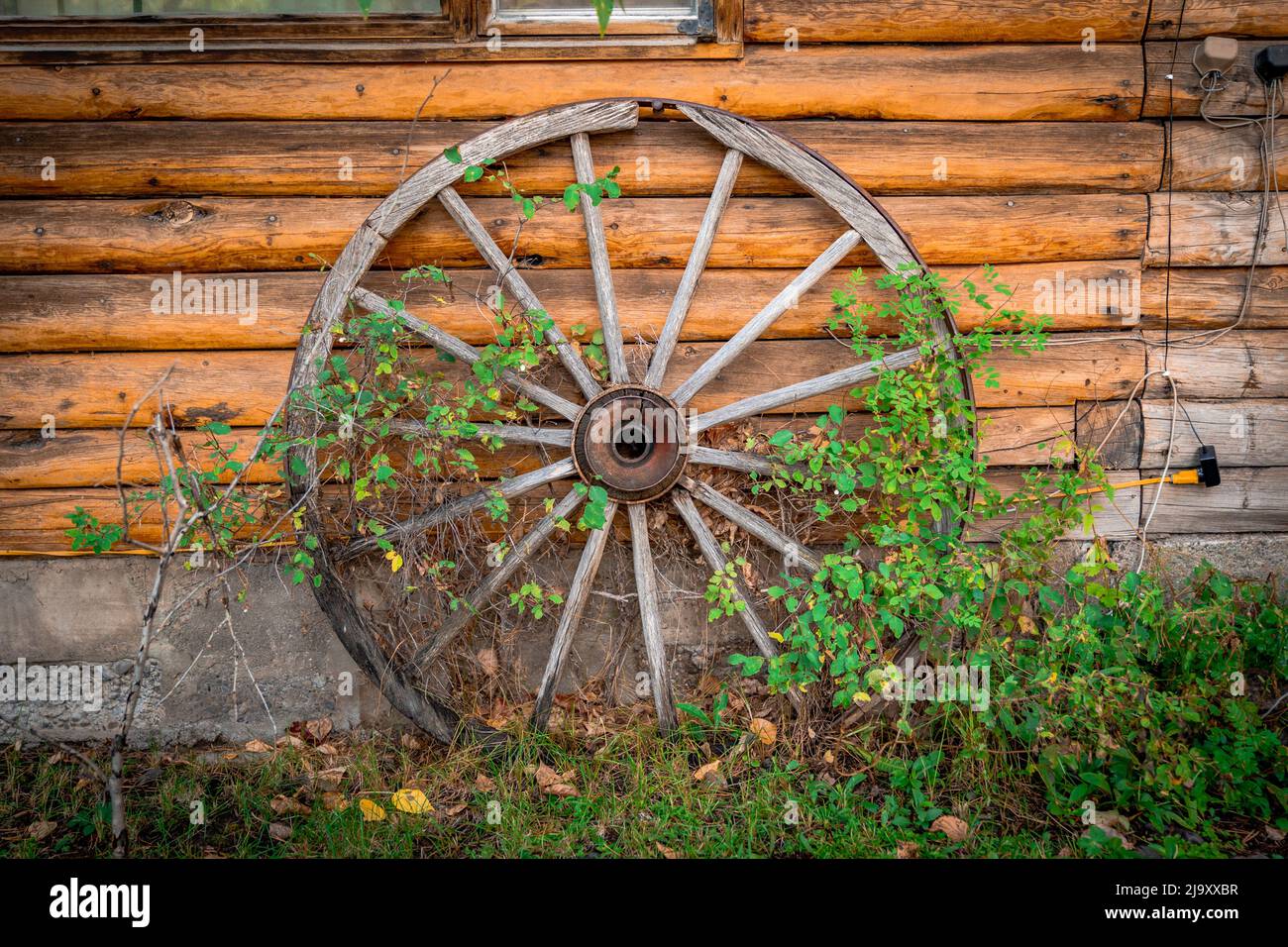 Old wheel overgrown with ivy stands as decoration in Yellowstone National Park in the United States Stock Photo