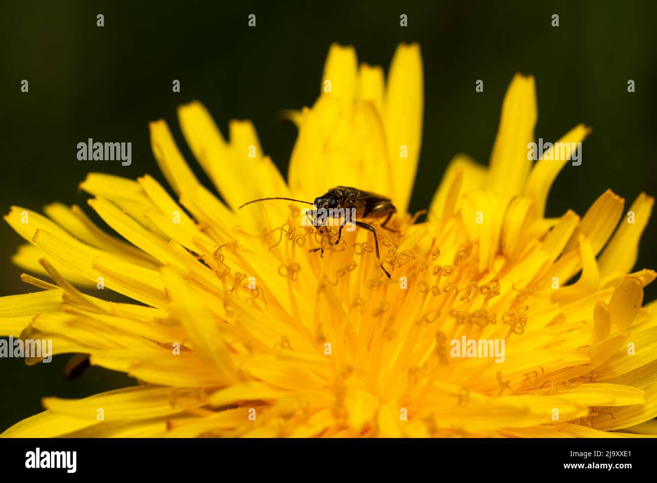 beautiful insect in spring on leaf in the grass Stock Photo - Alamy