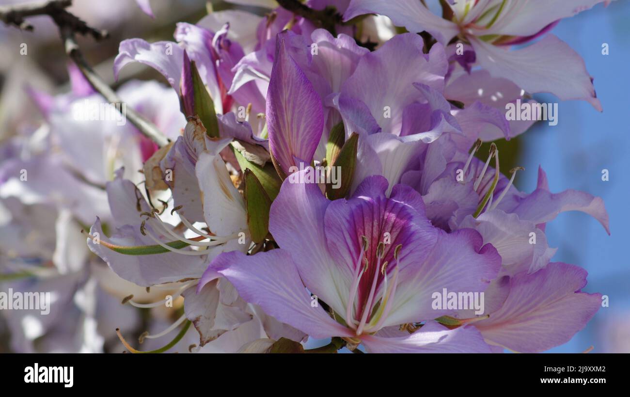 Spring flowers in Benahavis Stock Photo