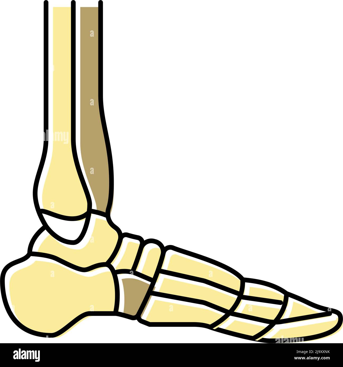 ankle bone color icon vector illustration Stock Vector