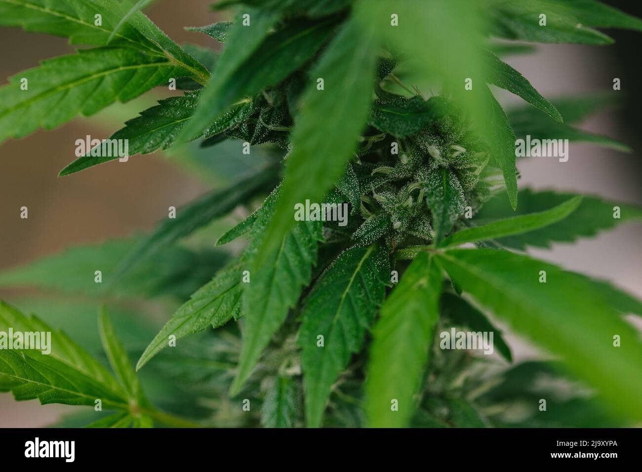 Close Up of Cannabis Buds, Leaves, and Trichomes Stock Photo
