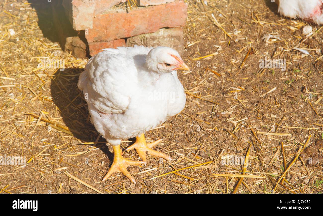 Growing chickens. Farm with chickens. Broilers in a cage. Poultry