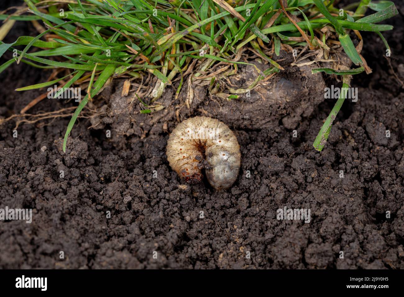 White lawn grub in soil with grass. Lawncare, insect and pest control concept. Stock Photo