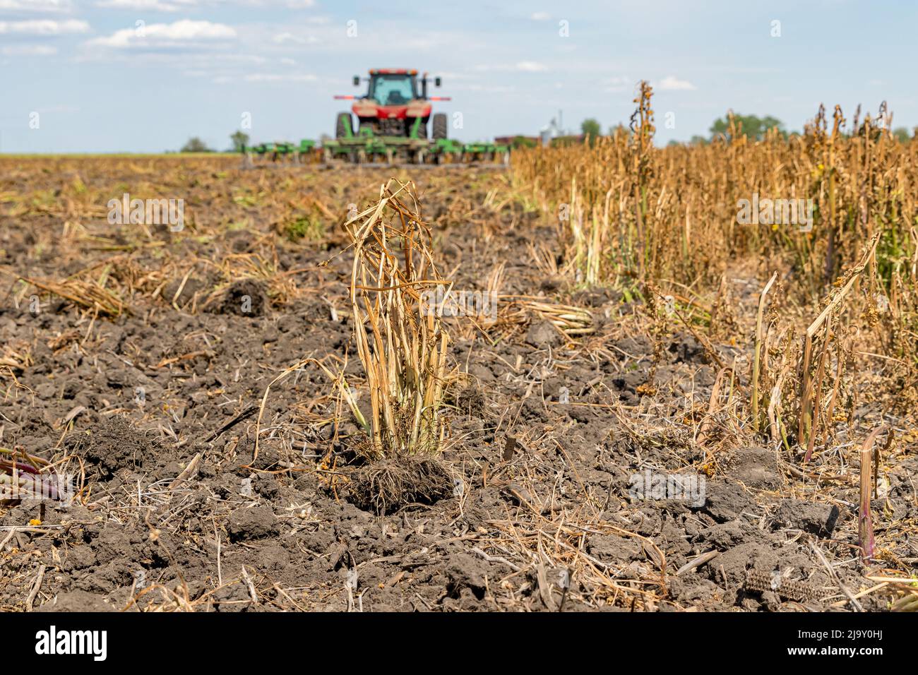 Wilting Butterweed weed after herbicide spraying in farm field with tractor and cultivator. Weed control, herbicide and farming concept. Stock Photo