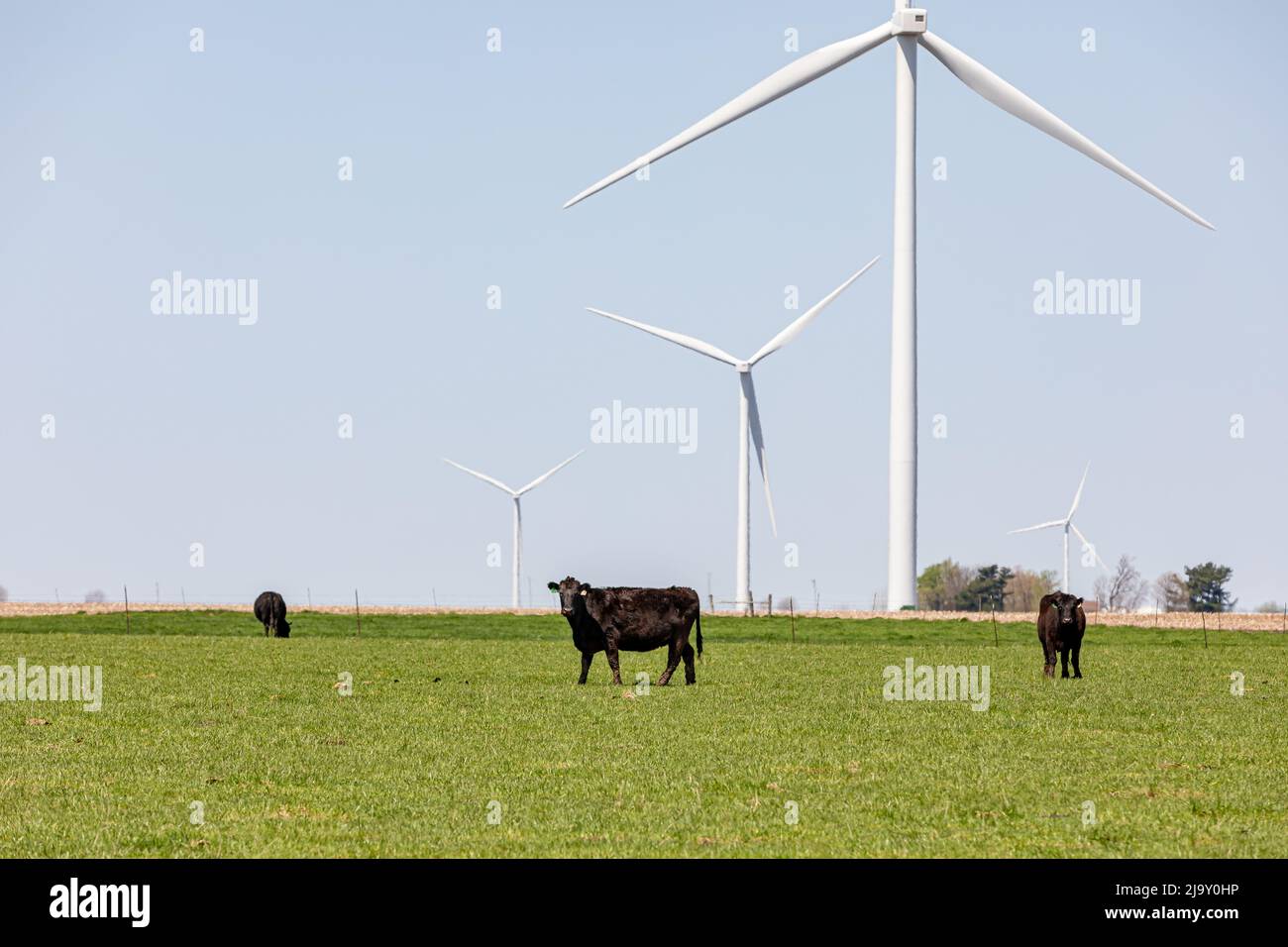 Cows grazing in green pasture with wind farm turbines in background. Agriculture, renewable clean energy and methane greenhouse gas concept. Stock Photo