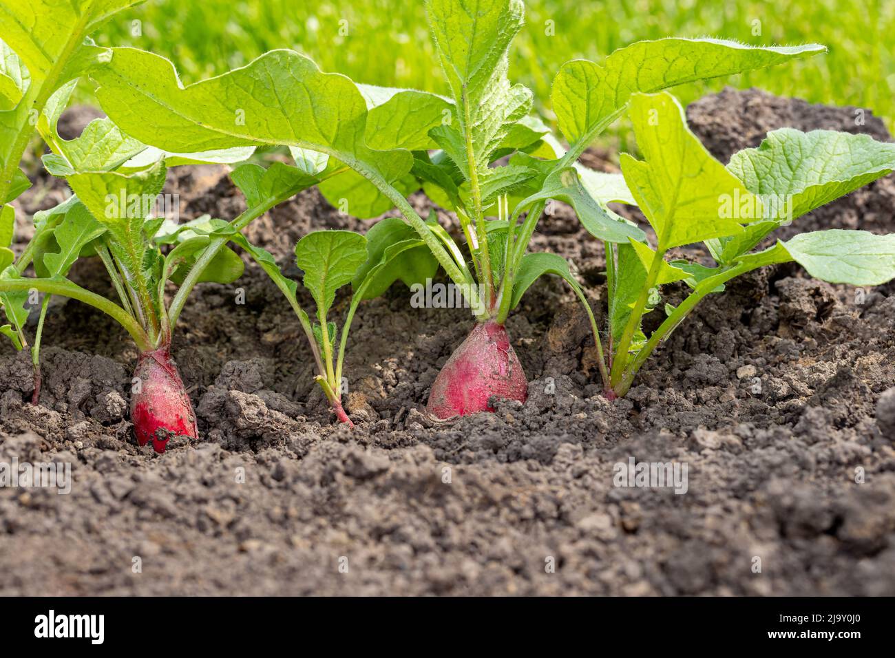 Ripe Radish plants growing in garden. Gardening, organic vegetables and agriculture concept. Stock Photo