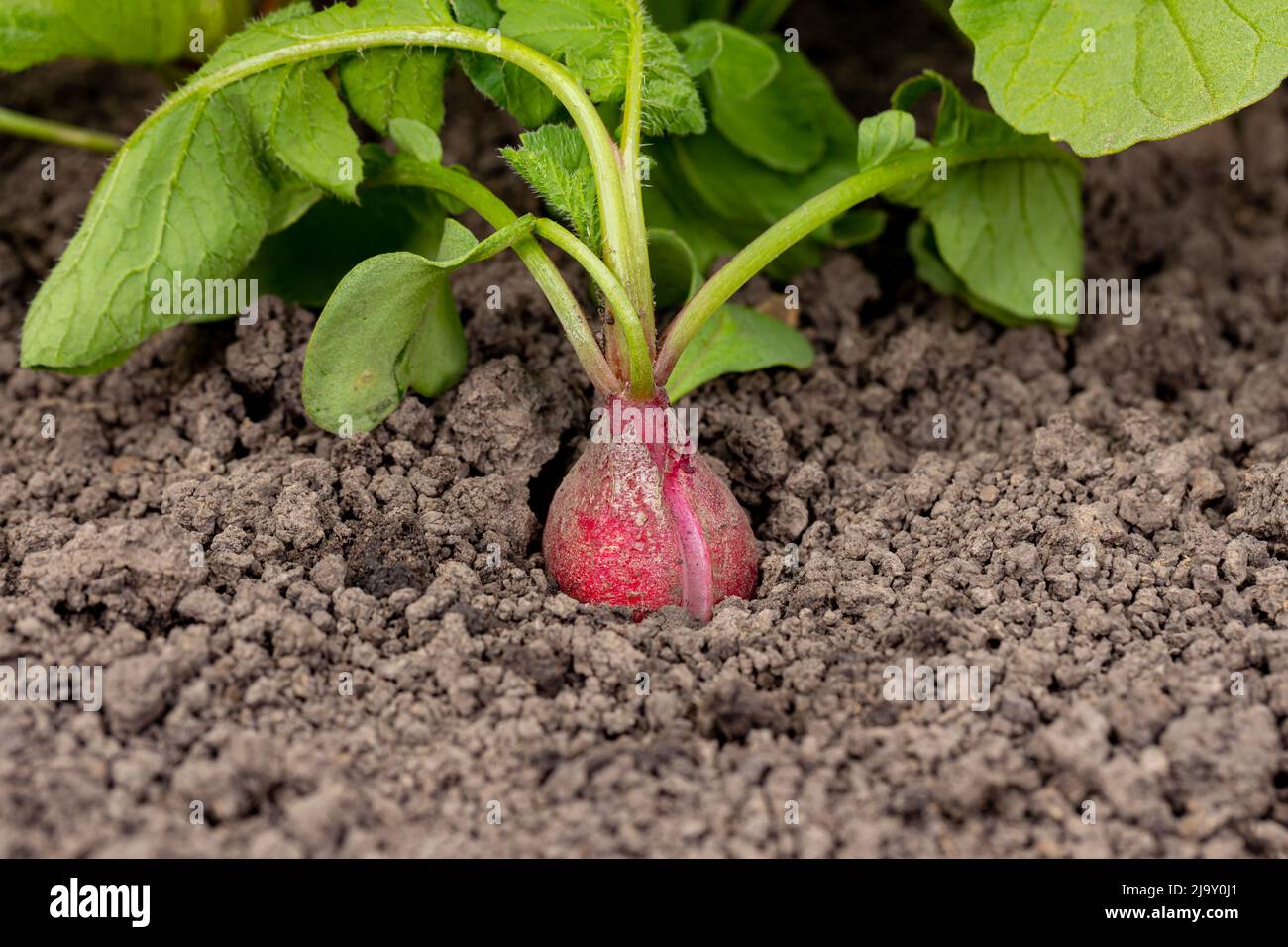 Radish root with split in skin. Gardening, organic vegetable garden and agriculture concept. Stock Photo