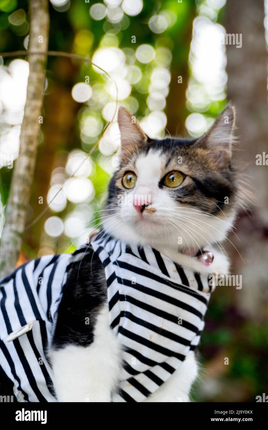 Cute cat playing on the grassy lawn at sunset Stock Photo - Alamy