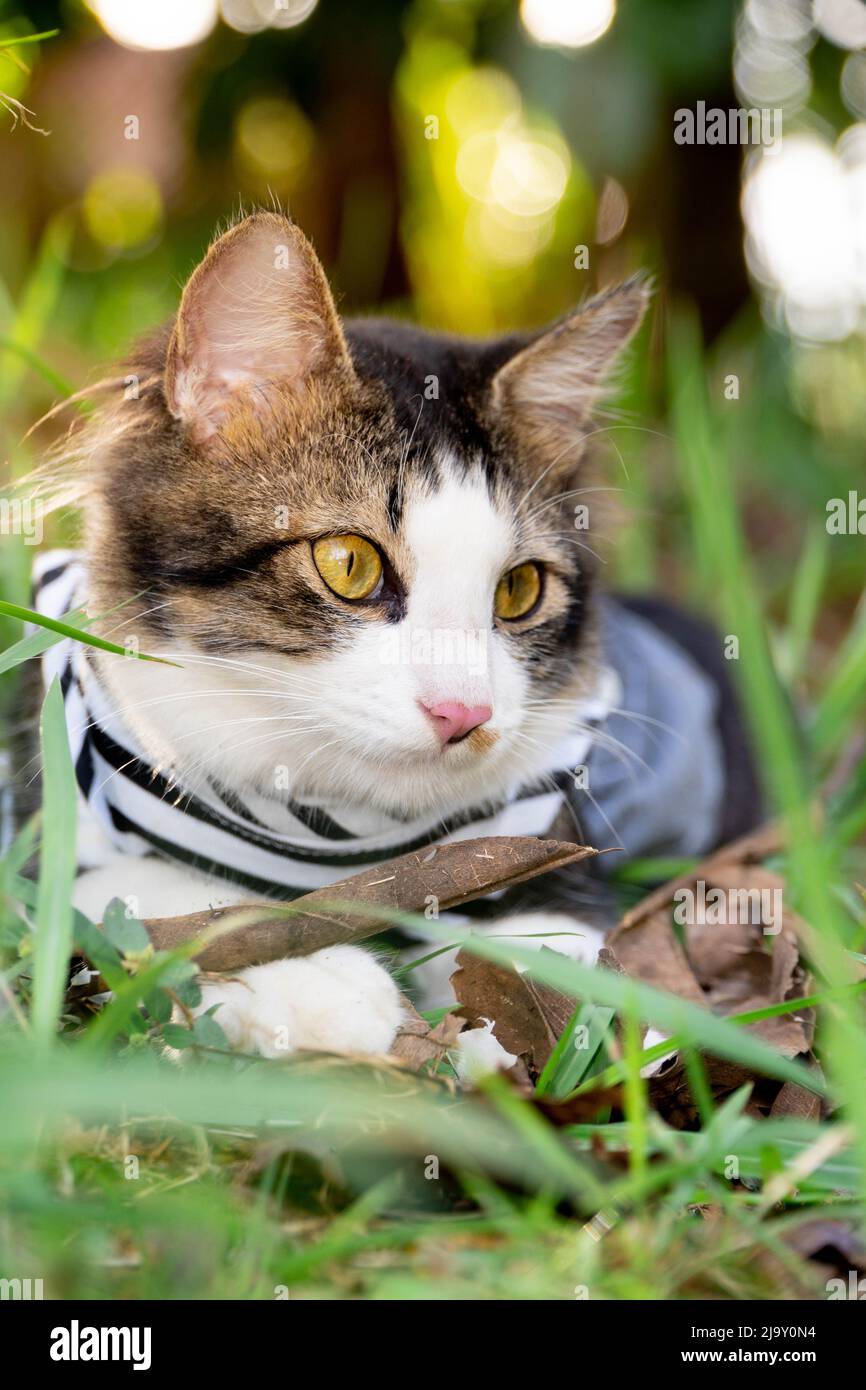 Cute cat playing on the grassy lawn at sunset Stock Photo - Alamy