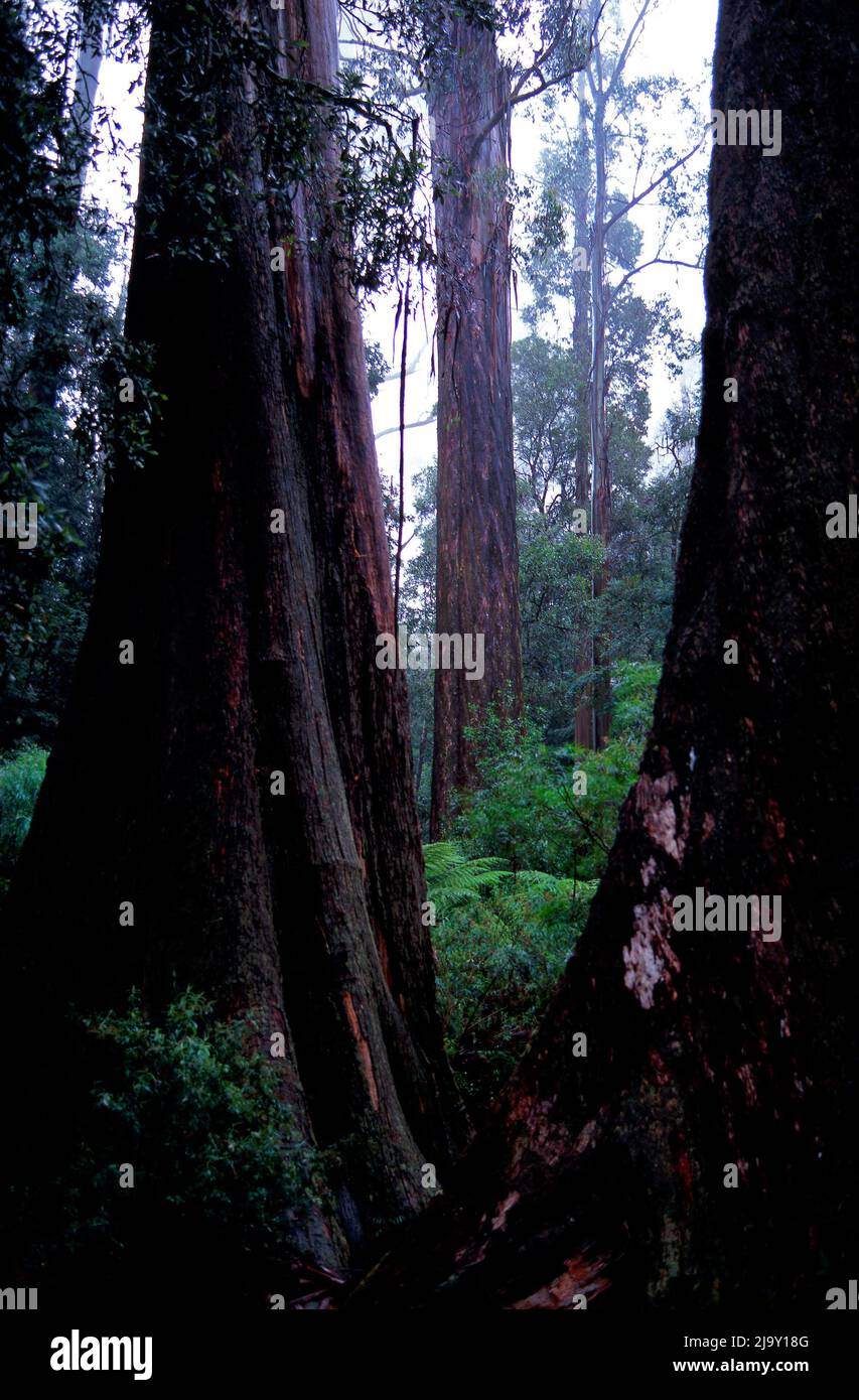 Old Mountain Ash Eucalyptus Regnans Trees, Yarra Rangers, Forest National Park, Victoria, Australia Stock Photo