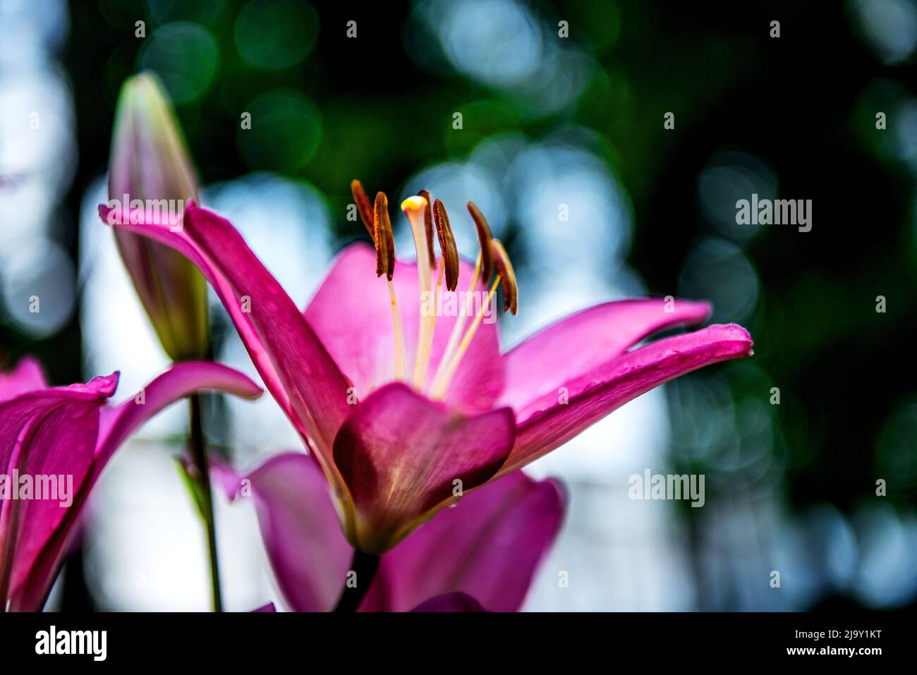 The beautiful pink lily,Lilium longiflorum Thunberg in garden Stock ...