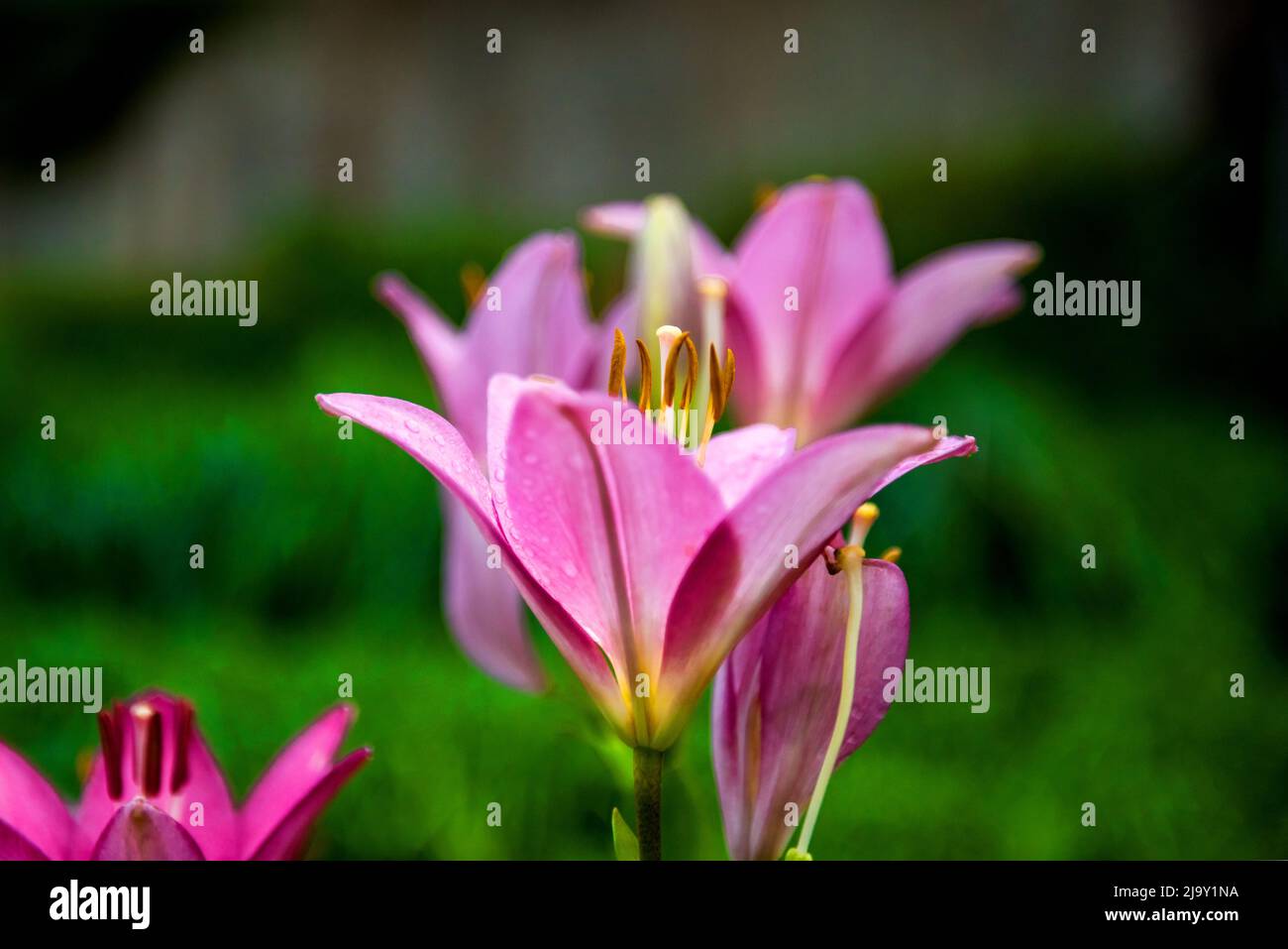 The beautiful pink lily,Lilium longiflorum Thunberg in garden Stock ...
