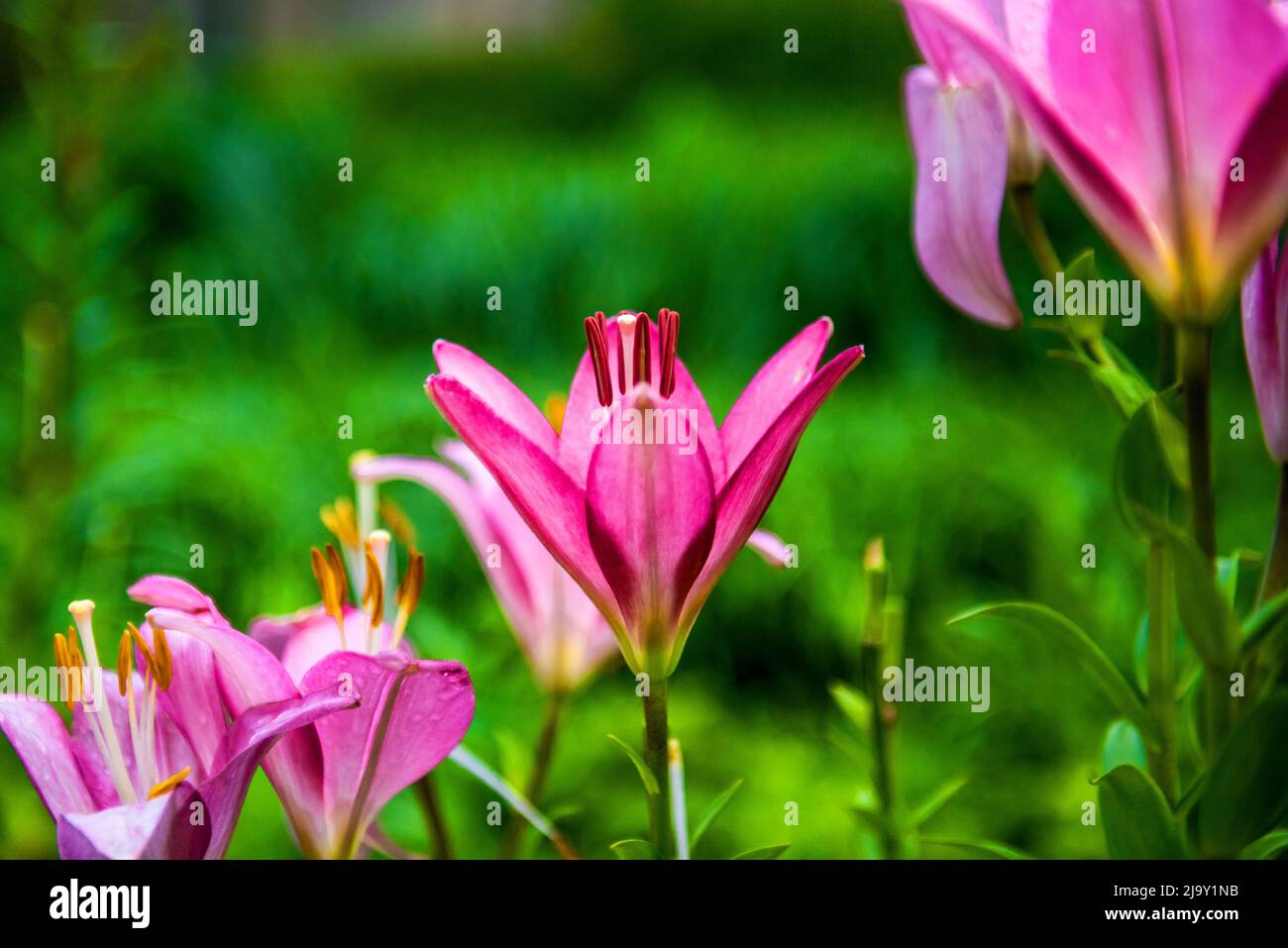 The beautiful pink lily,Lilium longiflorum Thunberg in garden Stock ...