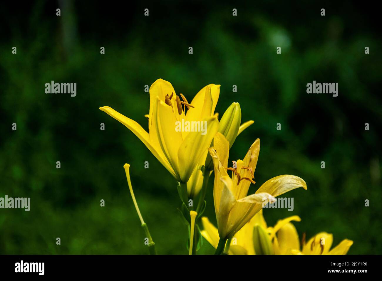 the-beautiful-yellow-lily-lilium-longiflorum-thunberg-in-garden-stock