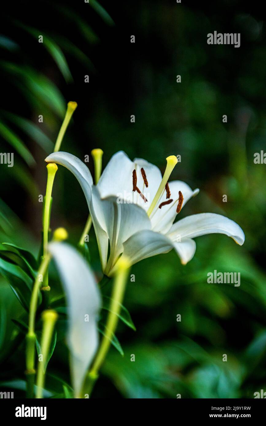 The beautiful white lily,Lilium longiflorum Thunberg in garden Stock Photo Alamy