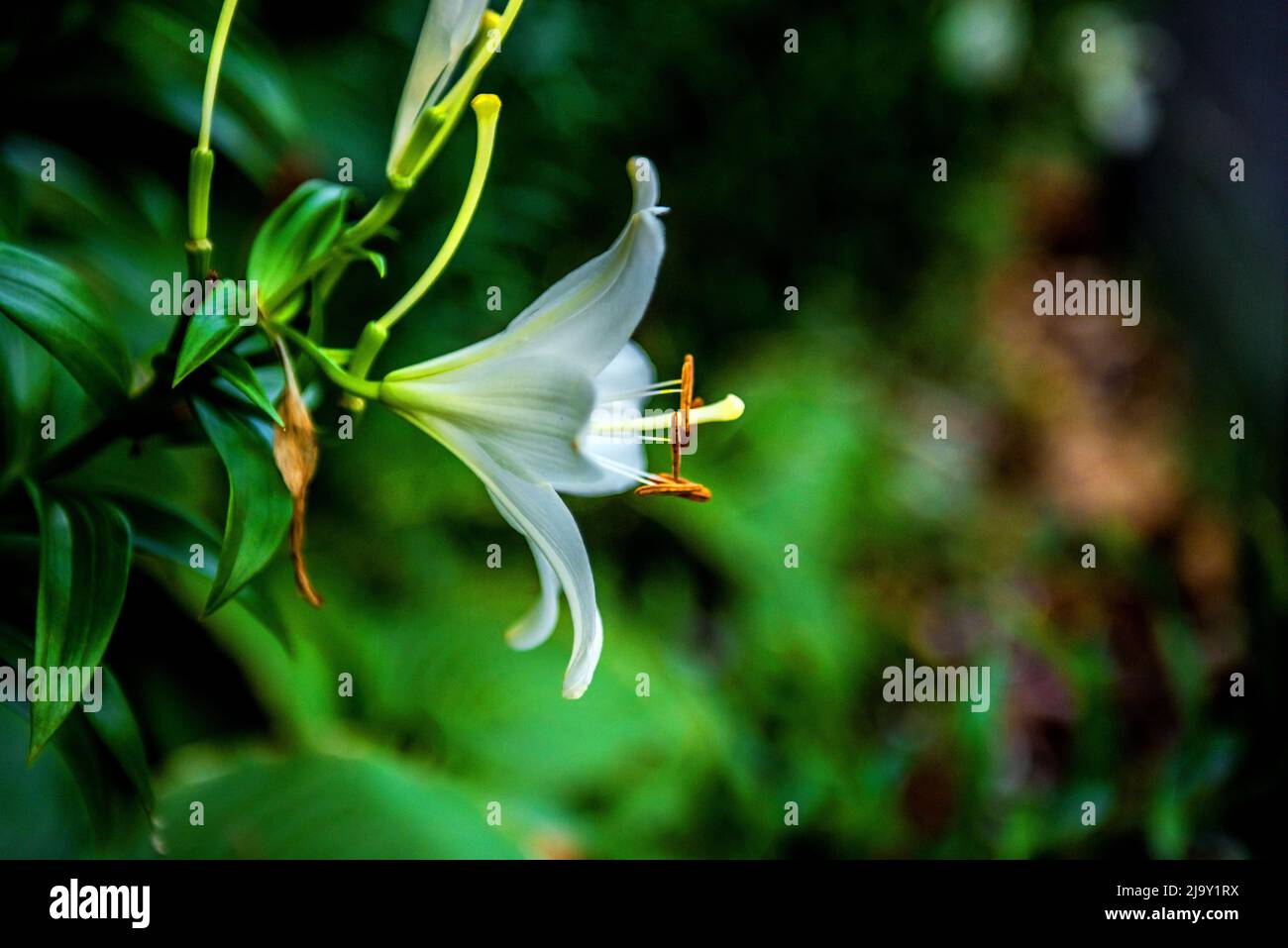 The beautiful white lily,Lilium longiflorum Thunberg in garden Stock Photo Alamy