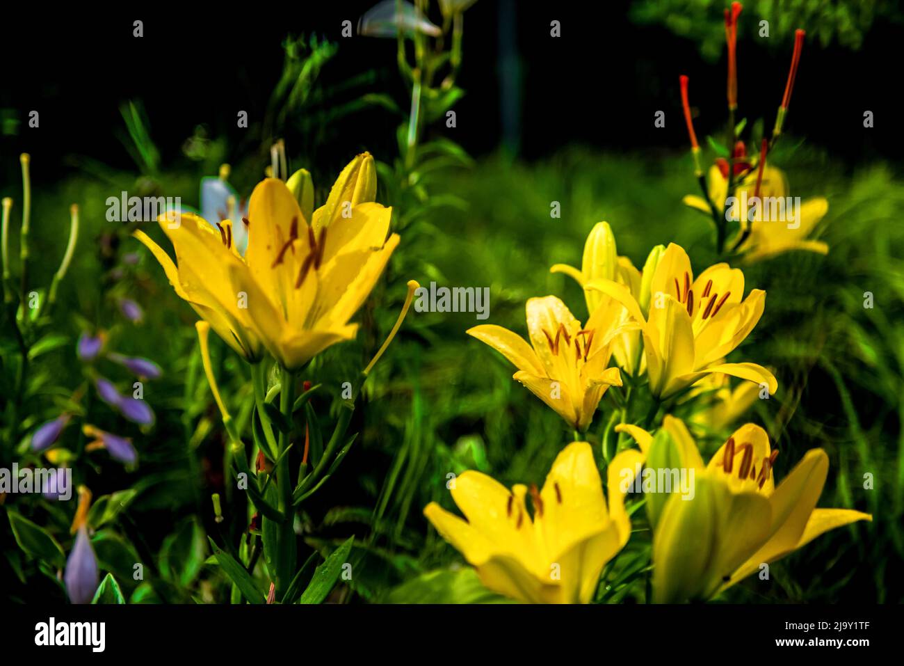 the-beautiful-yellow-lily-lilium-longiflorum-thunberg-in-garden-stock