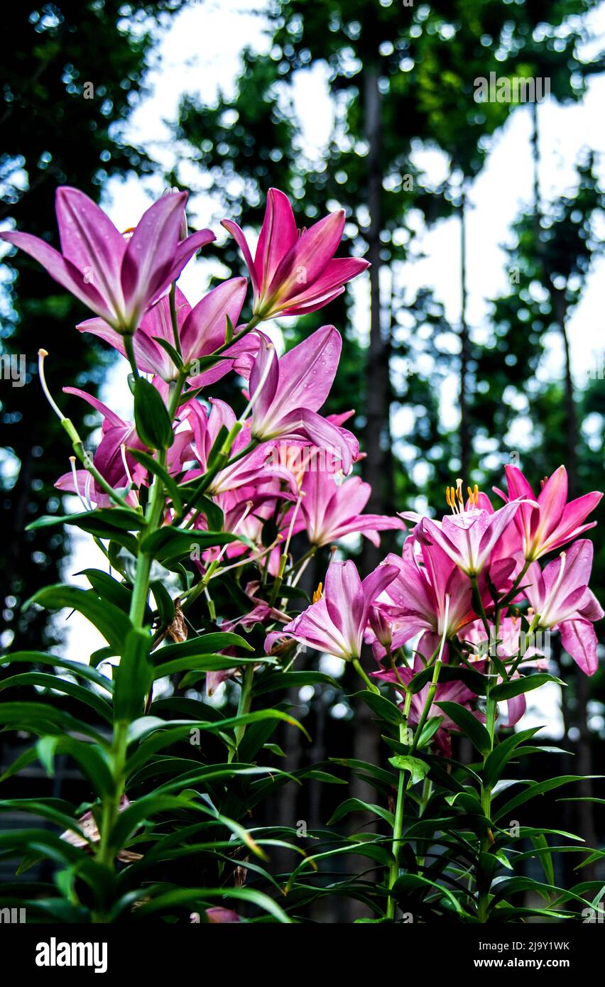 The beautiful pink lily,Lilium longiflorum Thunberg in garden Stock ...