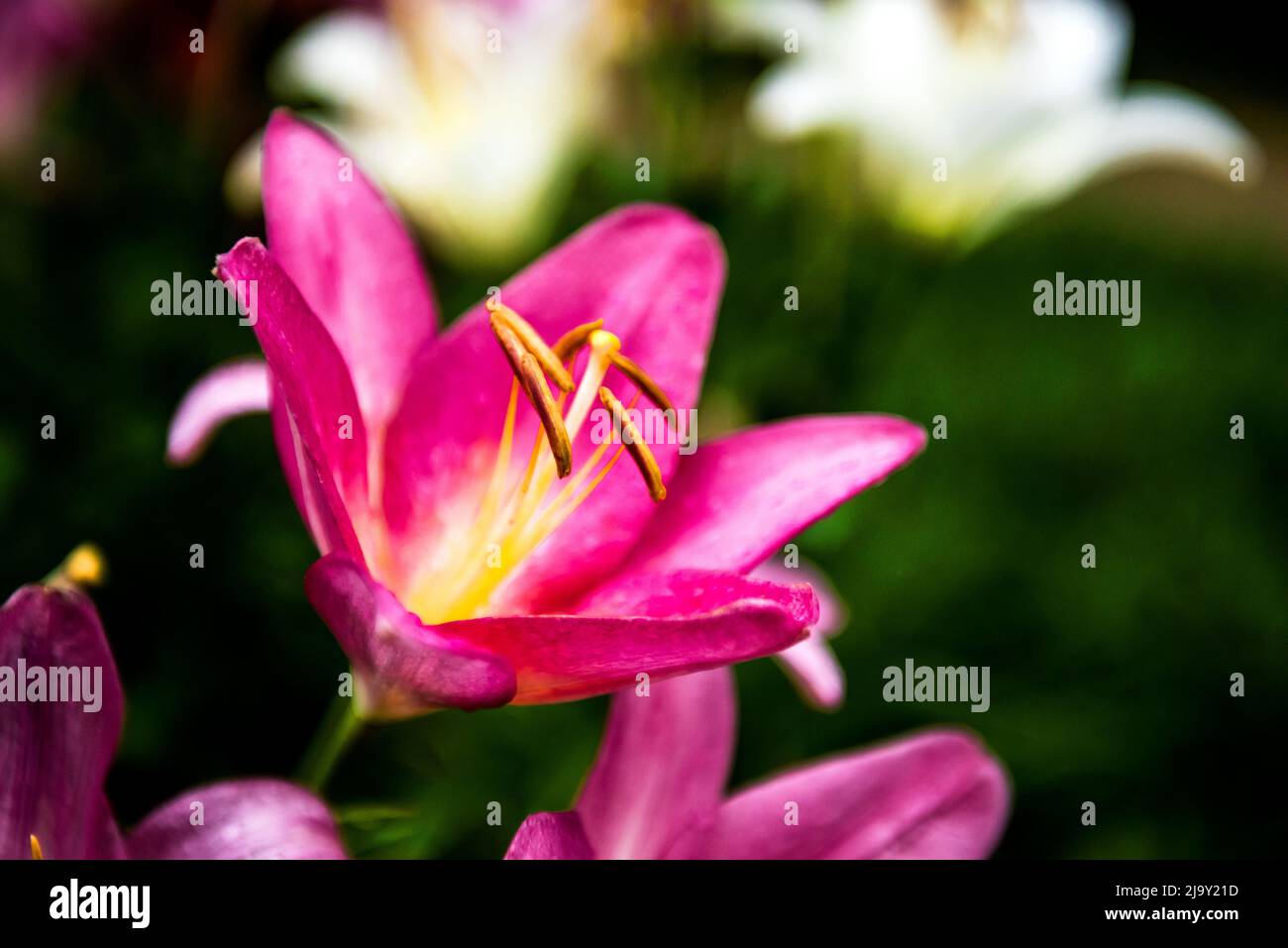 The beautiful pink lily,Lilium longiflorum Thunberg in garden Stock ...