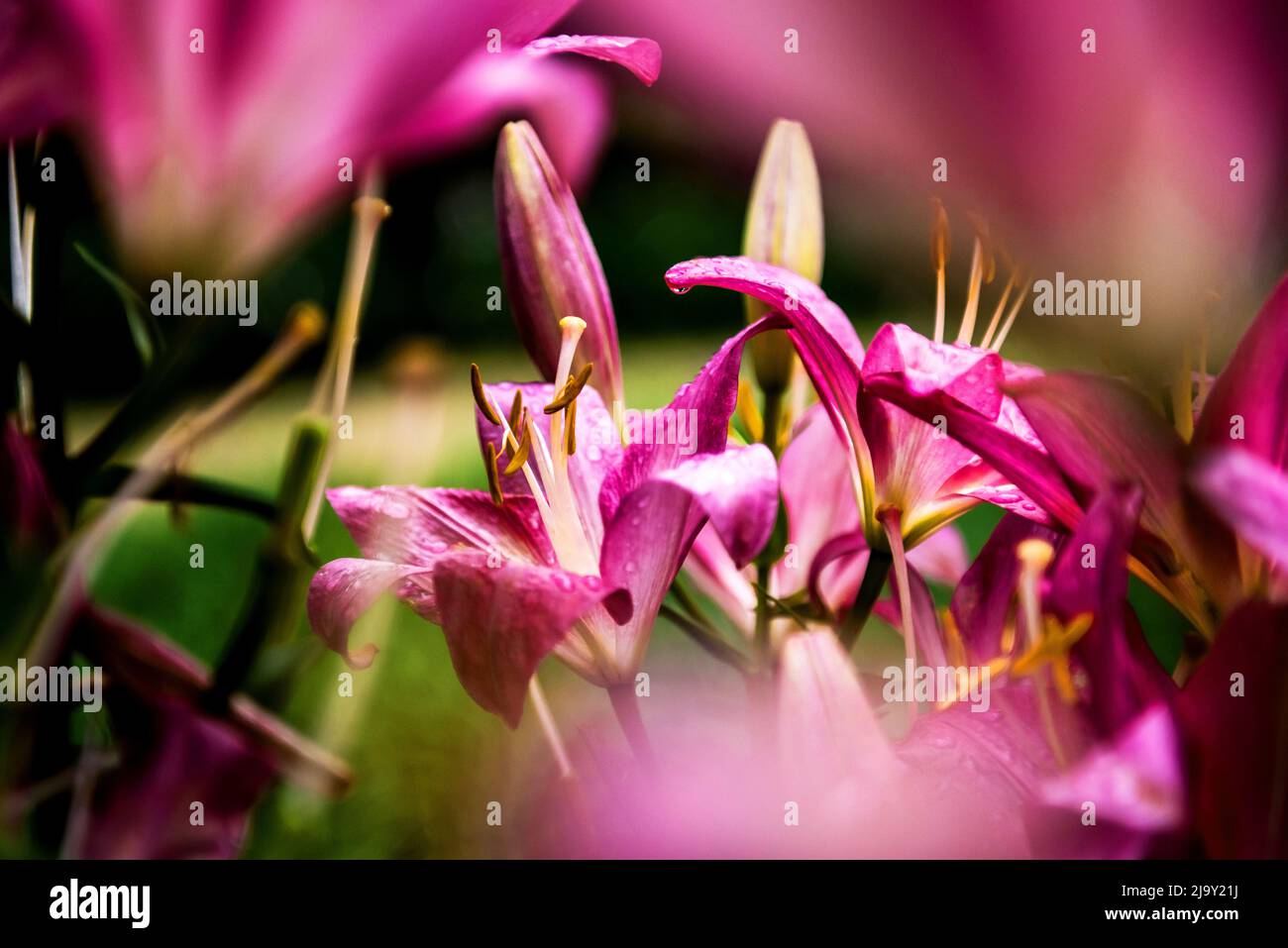 The beautiful pink lily,Lilium longiflorum Thunberg in garden Stock ...