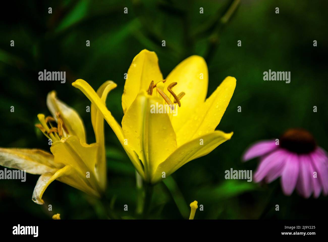 the-beautiful-yellow-lily-lilium-longiflorum-thunberg-in-garden-stock