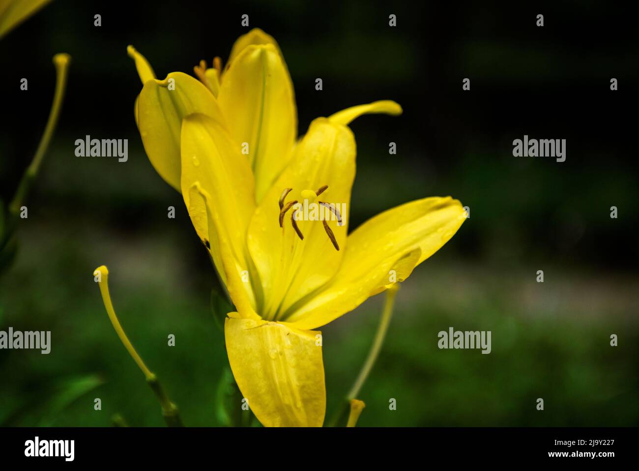 The beautiful yellow lily,Lilium longiflorum Thunberg in garden Stock Photo Alamy