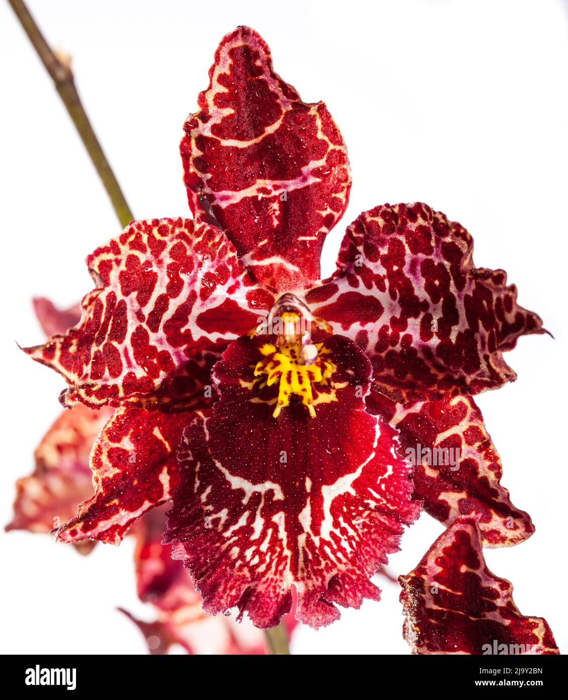 Cambria orchid, Cambria (× Cambria Stock Photo Alamy