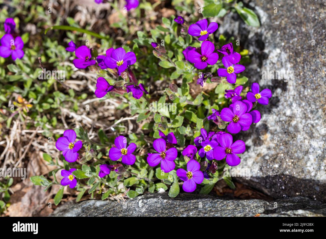 'Blaumeise' Purple rockcress, Småblommig aubrietia (Aubrieta deltoidea) Stock Photo