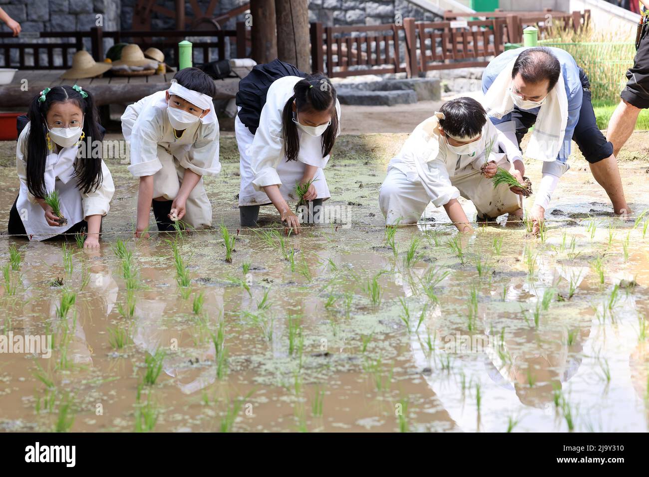 26th May, 2022. Rice planting Lee Sung-hee (far R), chair of the ...