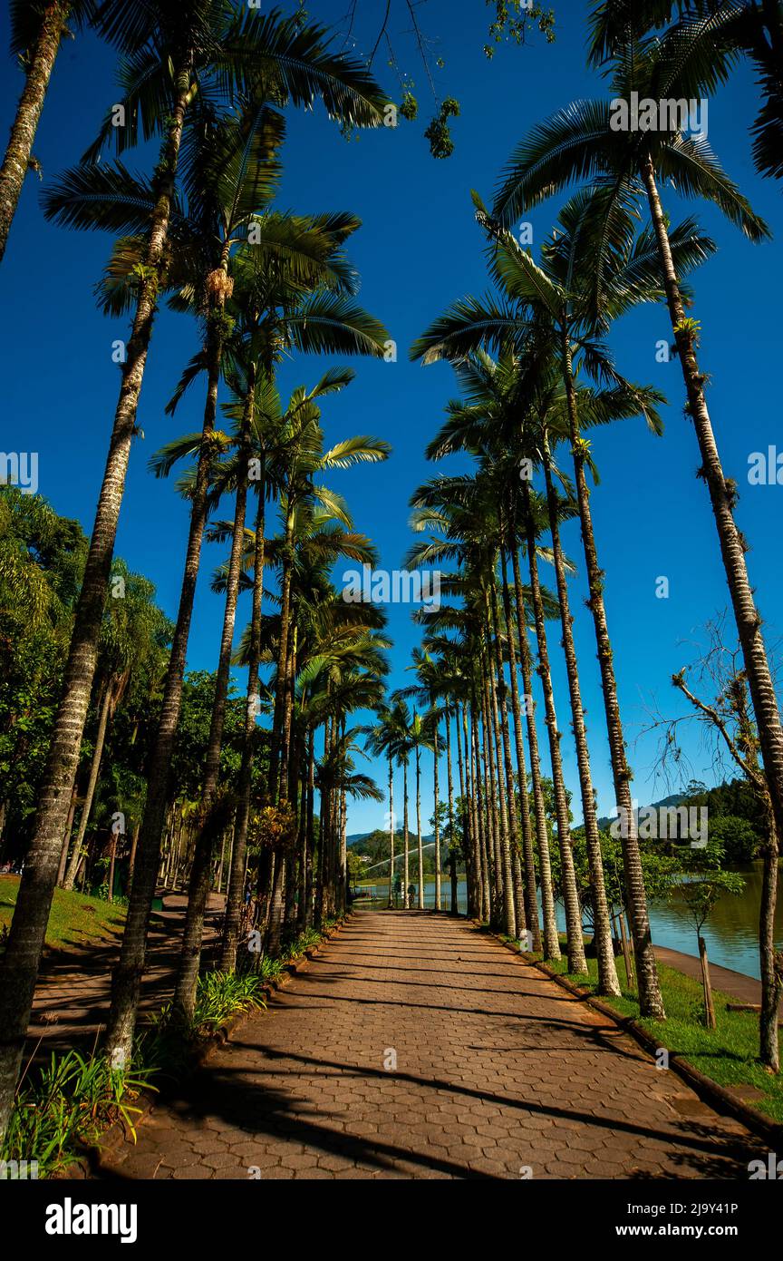 Palm tree corridor at Malwee Park, Jaraguá do Sul, Santa Catarina