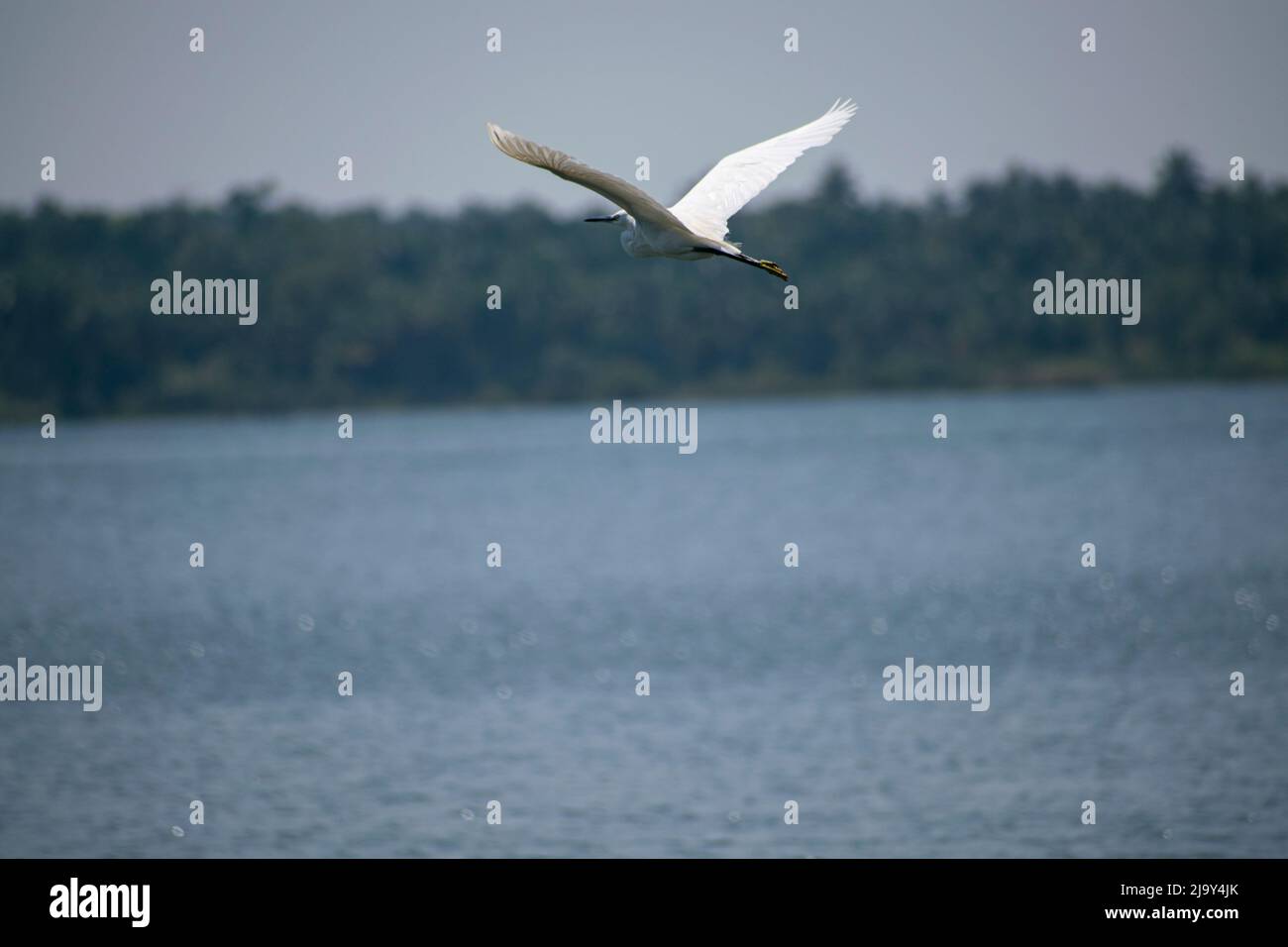 Egret bird Stock Photo