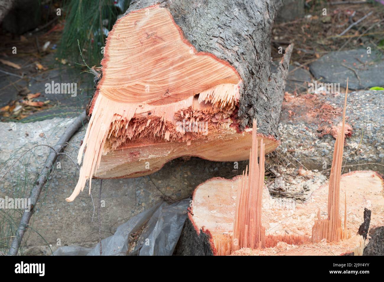 Cut down pine tree nature background Stock Photo Alamy