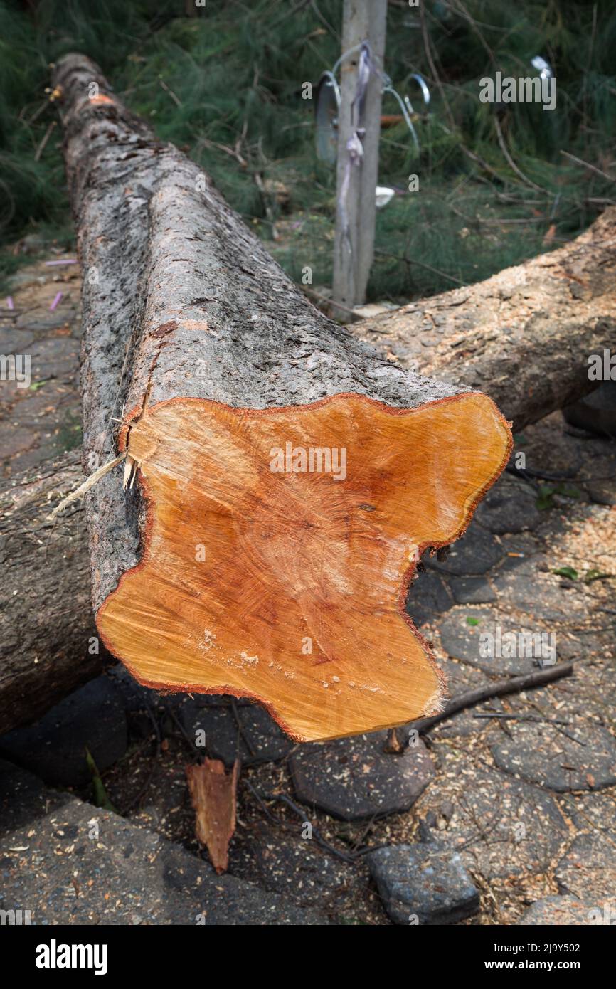 Cut down pine tree nature background Stock Photo Alamy