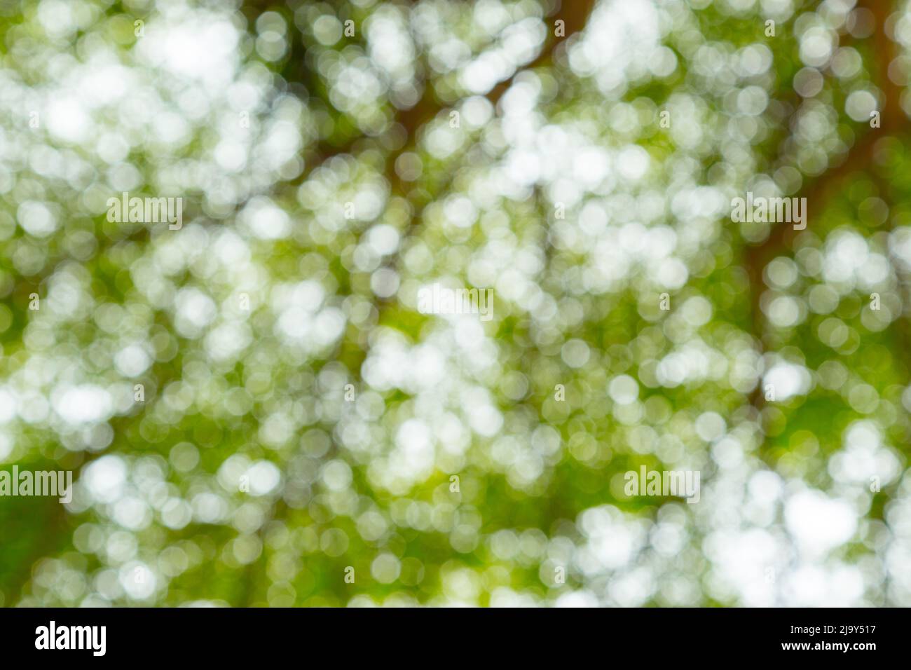 Green bokeh of tree nature background Stock Photo - Alamy
