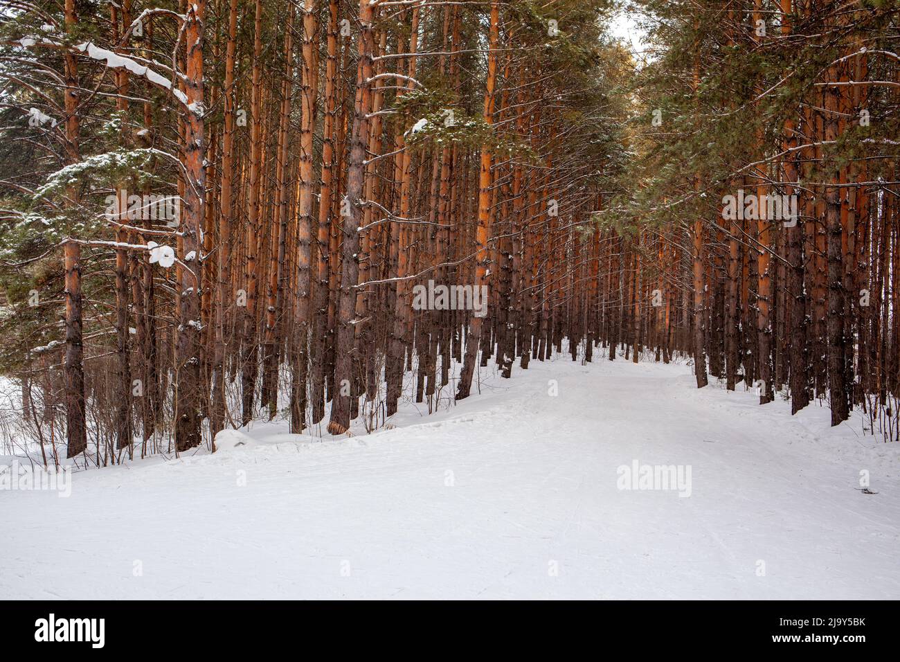 A walk through the winter forest. Snow trees and a cross-country ski ...