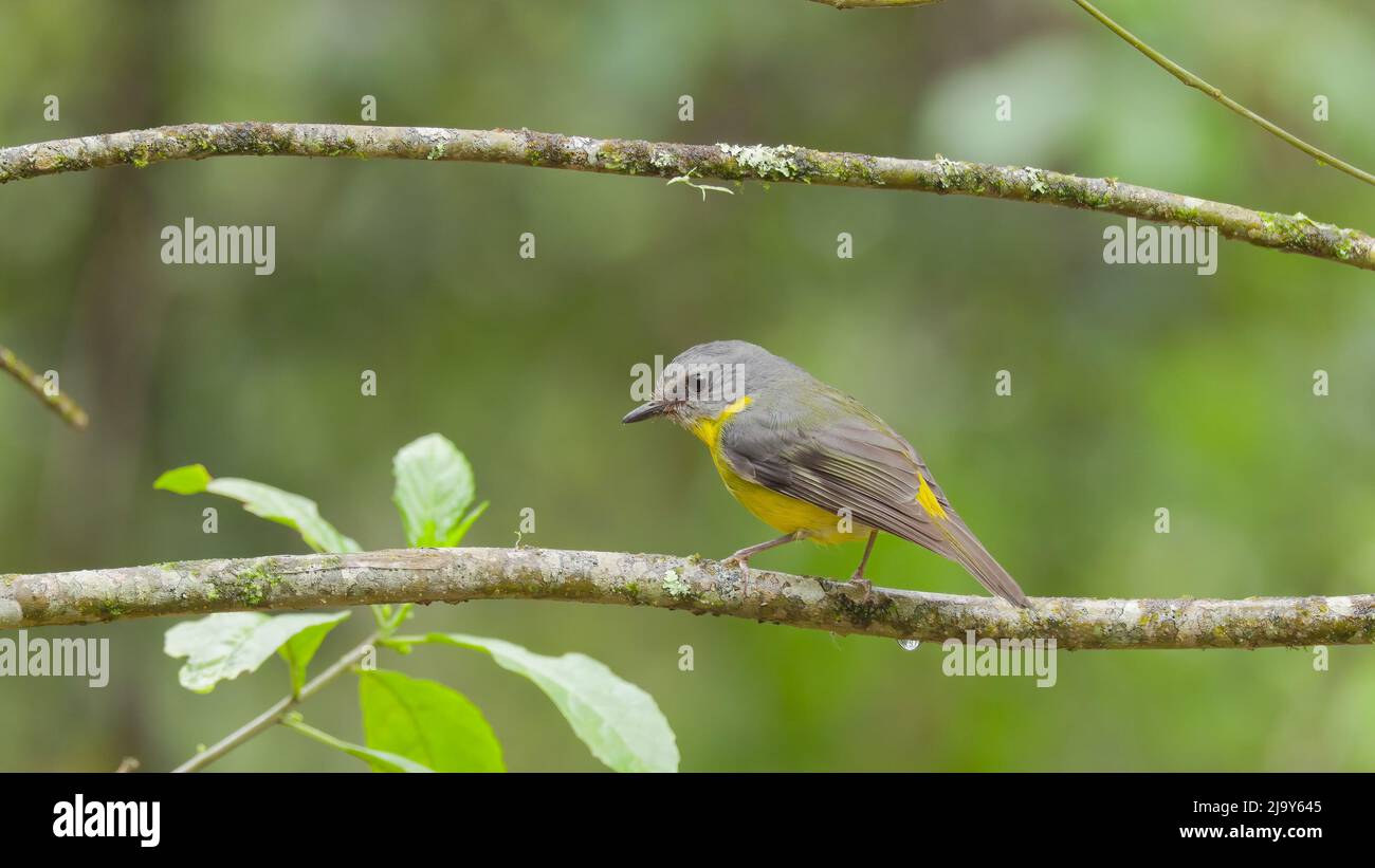 eastern robin on a tree branch in a forest of nsw Stock Photo