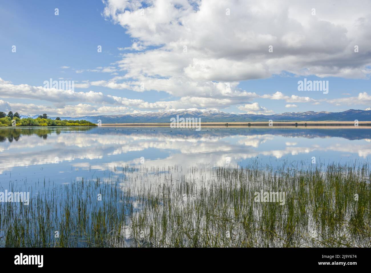 Puffy clouds and blue sky reflect in the still waters of Island Park Reservoir at the west end, Island Park, Fremont County, Idaho, USA Stock Photo