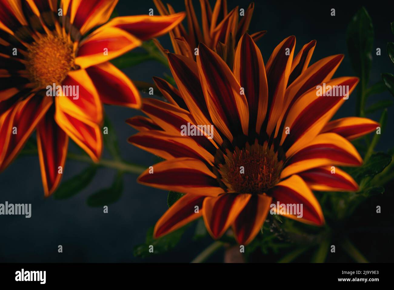 Closeup photo of orange flowers Gazania Harsh with black background Stock Photo