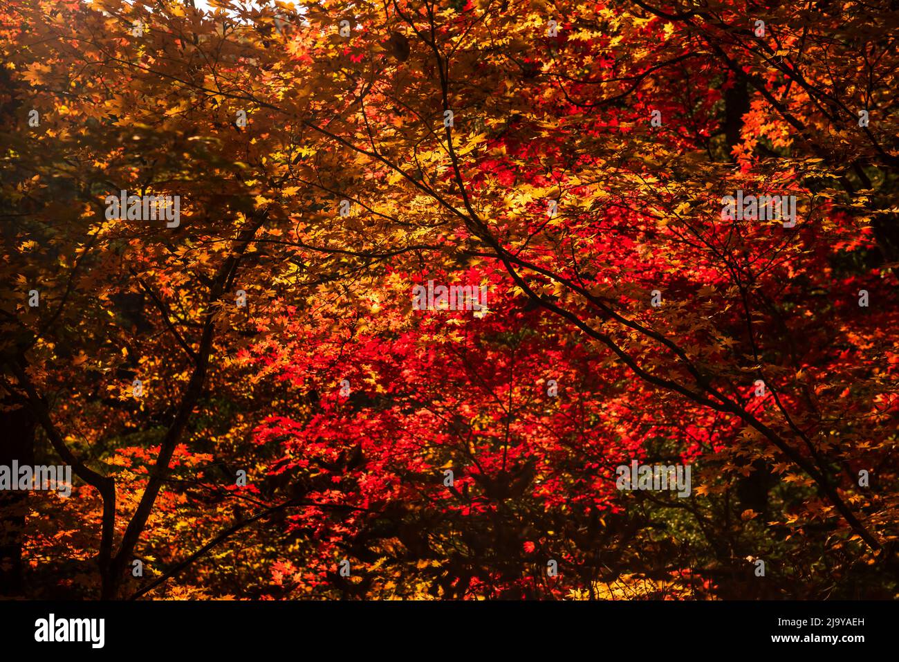 Deeply Fall The fantastic,colorful and wonderful autumnal fall and stream in the ...