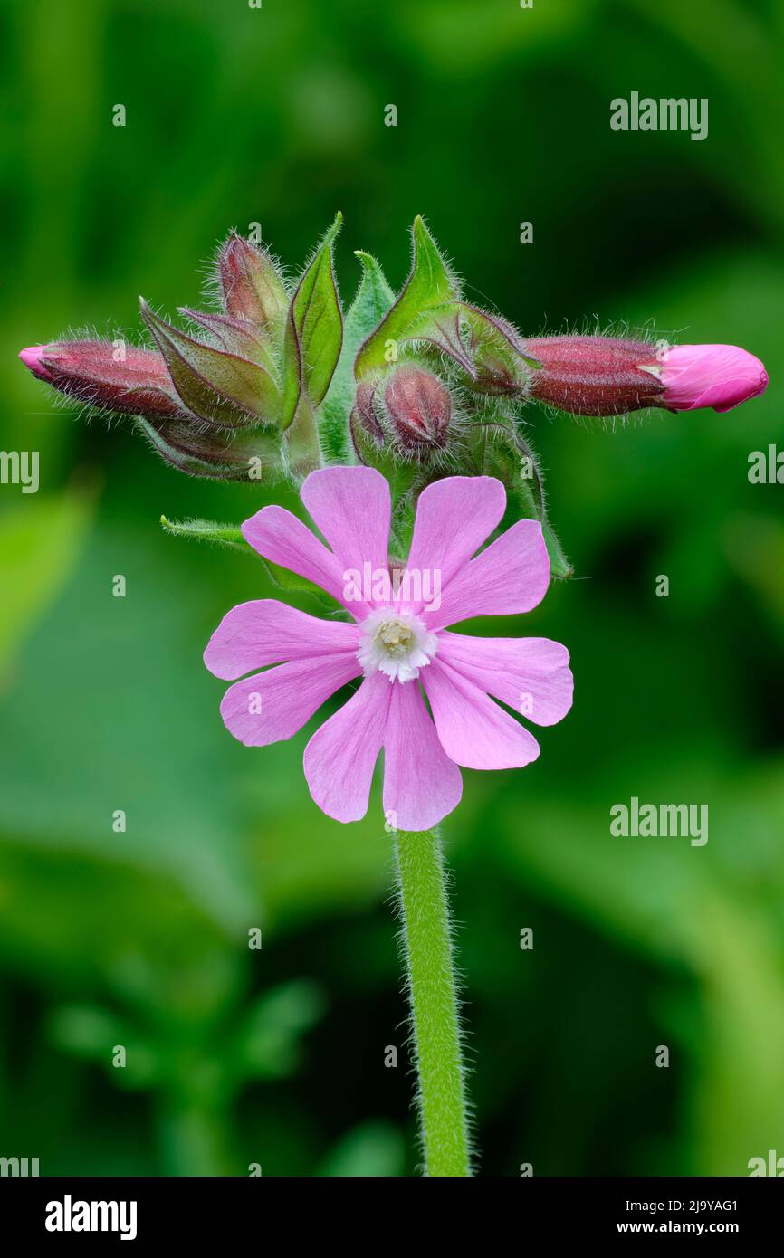 Red Campion - Silene dioica, Pink Flower and buds Stock Photo