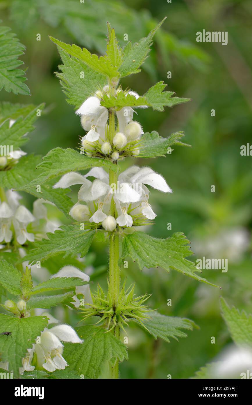 White Dead-nettle - Lamium album, Woodland Wild Flower Stock Photo