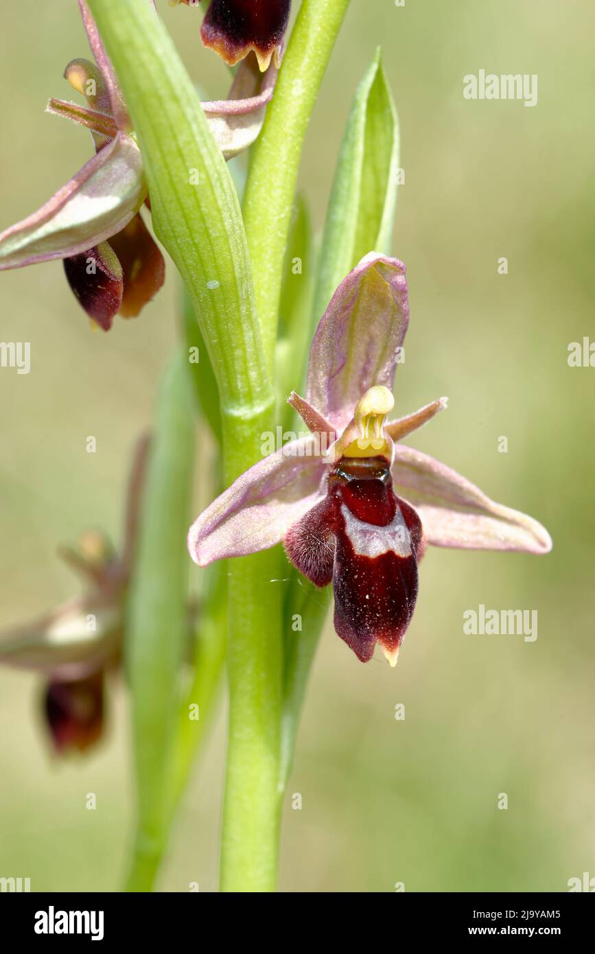 Very Rare Hybrid between Bee Orchid and Fly Orchid Ophrys x pietschii Ophrys insectifera x apifera Stock Photo