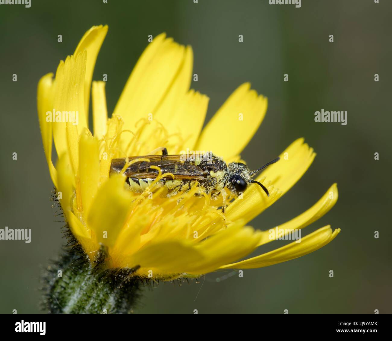 Sawfly - Tenthredo arcuata/brevicornis agg. - on Mouse-ear Hawkweed - Pilosella officinarum Stock Photo