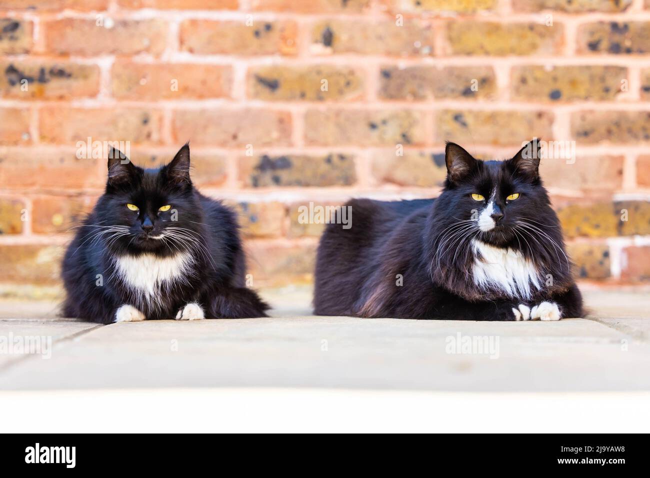 EDITORIAL USE ONLY Willow and Jasper, who live at the St Peter & St James Hospice in Haywards Heath, are announced as finalists in the 'Outstanding Rescue Cat' category of this year's Cats Protection National Cat Awards. Issue date: Thursday May 26, 2022. Stock Photo