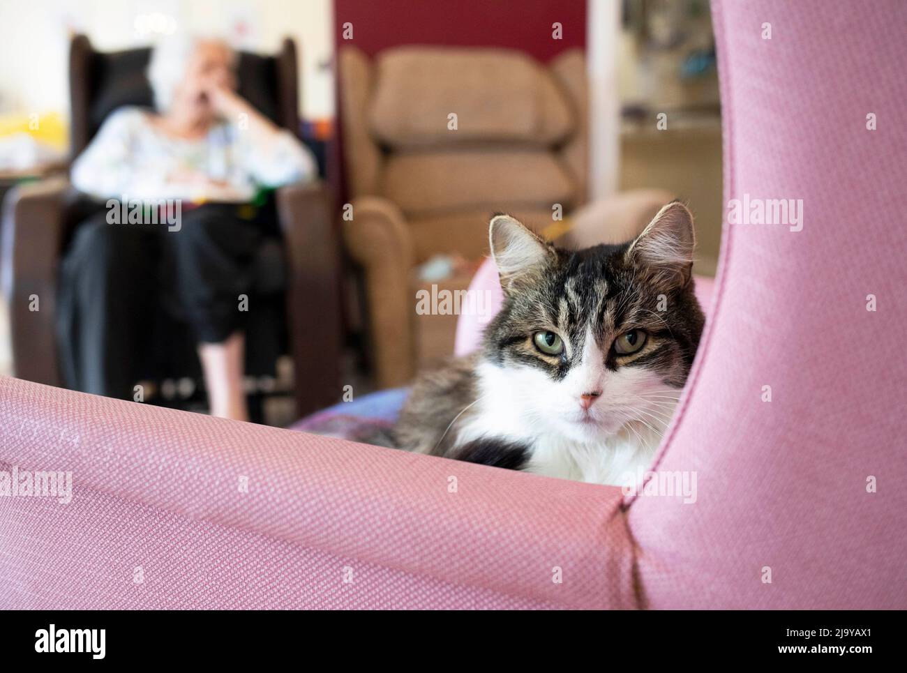 EDITORIAL USE ONLY Milo, the resident cat at Presentation Sisters Care